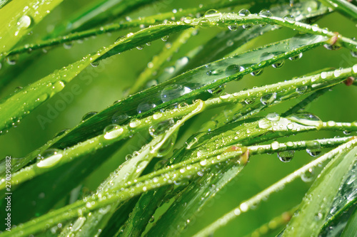 Green grass in nature with raindrops