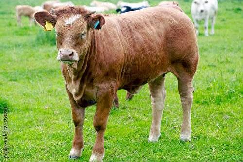 Jersey Cow standing in a vibrant green field, with ear tags against a bright green grass field © paula