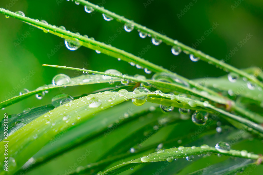 Naklejka premium Green grass in nature with raindrops