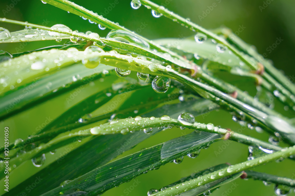 Green grass in nature with raindrops Green grass in nature with raindrops