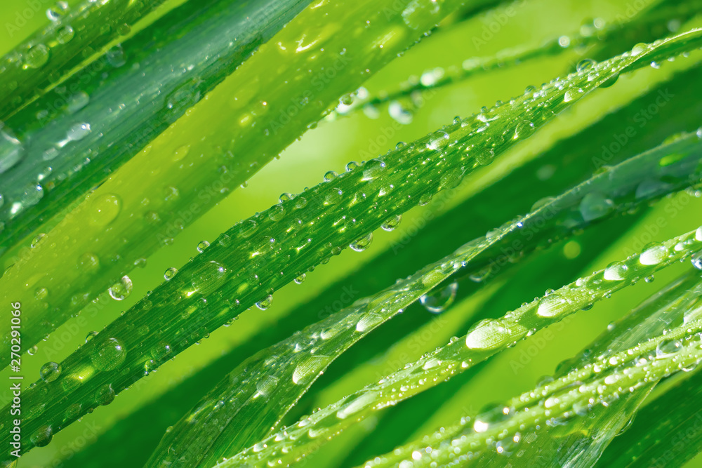 Green grass in nature with raindrops Green grass in nature with raindrops