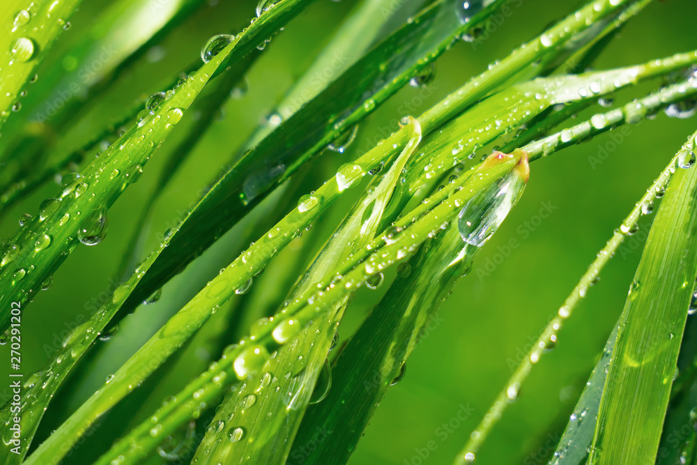 Green grass in nature with raindrops Green grass in nature with raindrops