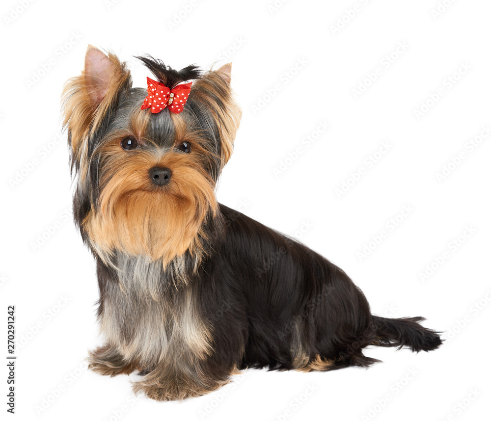 Puppy with red hair bow Puppy with red hair bow