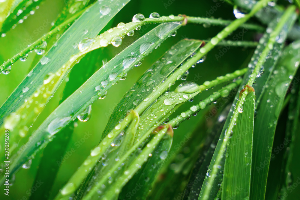 Green grass in nature with raindrops Green grass in nature with raindrops