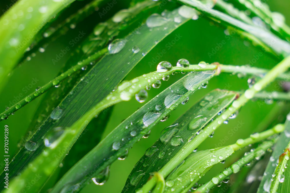 Green grass in nature with raindrops Green grass in nature with raindrops
