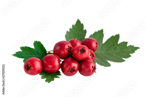 Fotografie, Obraz Hawthorn or common hawthorn or Crataegus monogyna berries  isolated on white bac