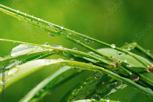 Green grass in nature with raindrops