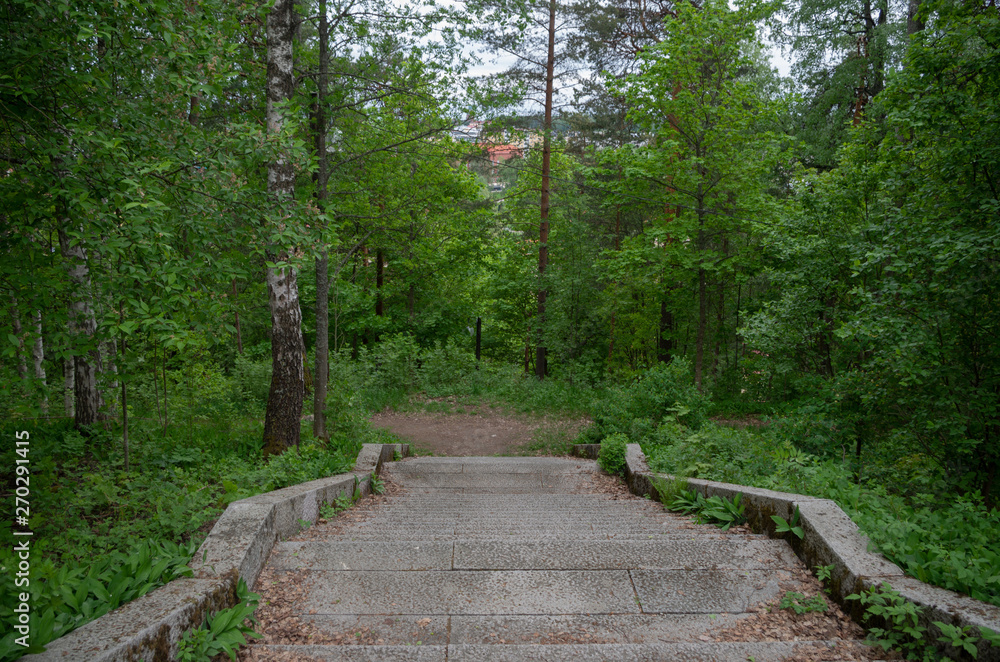 Paved stairs in forest