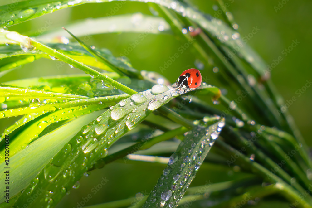 Ladybug on grass in summer in the field close-up Ladybug on grass in summer in the field close-up