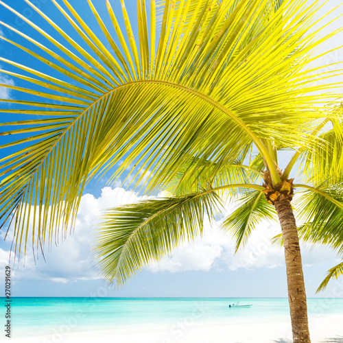 Beach scene with sunbeds under coconut palms