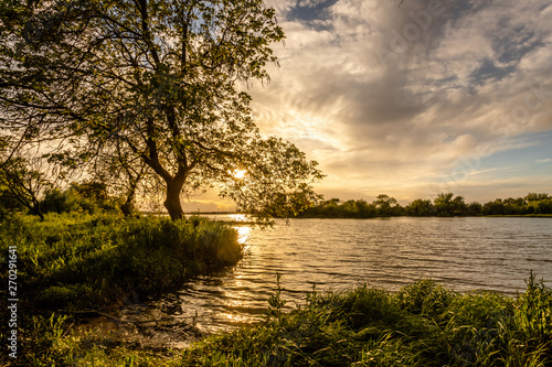 Tree on the banks of the river Tejo (Tagus) in Cartaxo, Santarem, Portugal.