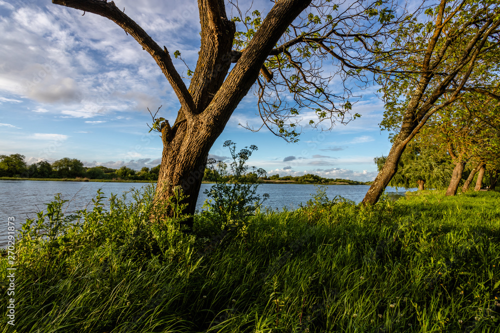 Obraz premium Tree on the banks of the river Tejo (Tagus) in Cartaxo, Santarem, Portugal.