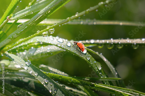 Ladybug on grass in summer in the field close-up