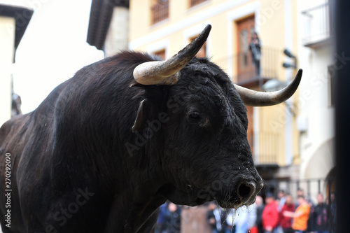 toro con grandes cuernos