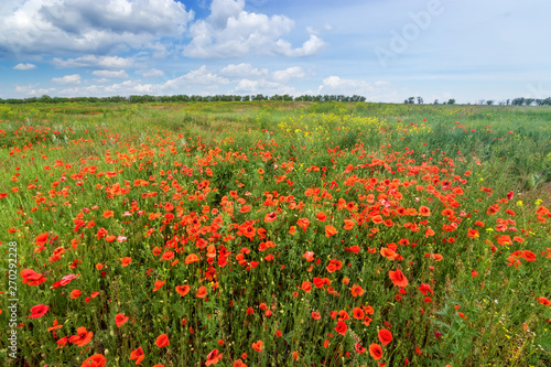 bright day red poppies on green field   wild flowers natural beauty