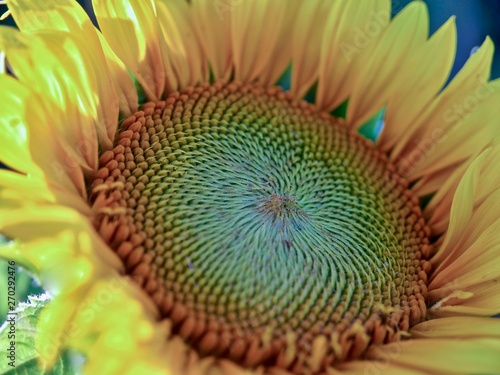 Beutiful closeup of a big blooming sunflower