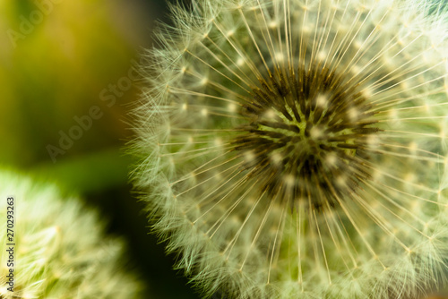 closeup dandelion on green background