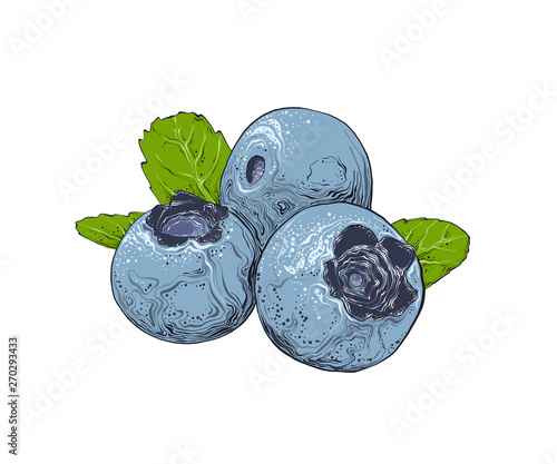 Hand drawn sketch of blueberry in color. Isolated on white background. Drawing for posters, decoration and print. Vector illustration