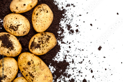 Newly harvested potatoes and soil closeup on white background.