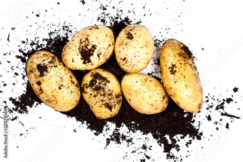 Fresh organic potatoes and soil isolated on white background.