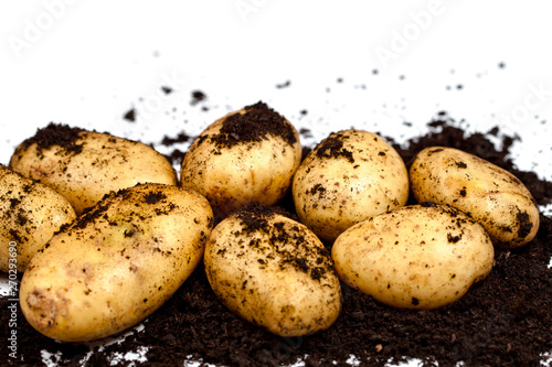 Newly harvested potatoes and soil closeup on white background.