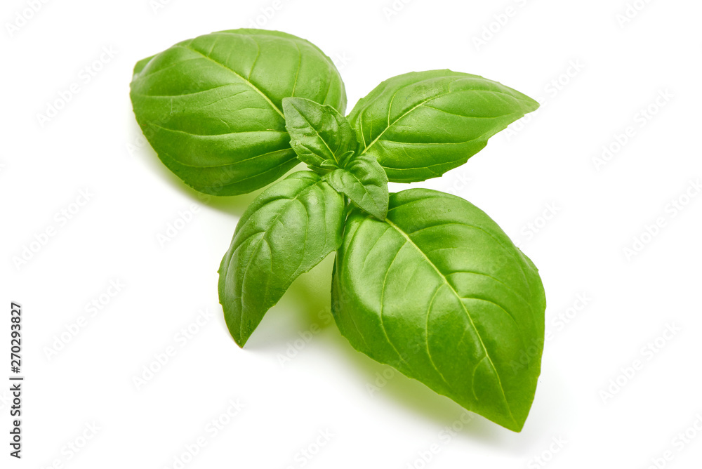 Fresh Green Basil Leaf, close-up, isolated on white background Fresh Green Basil Leaf, close-up, isolated on white background