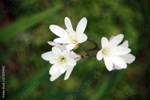 Fototapeta Naklejka Na Ścianę i Meble -  Glöckchen-Lauch (Allium triquetrum) am Furnas-See