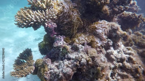 Sea anemone swaying underwater on coral reef, clownfish swims inside photo