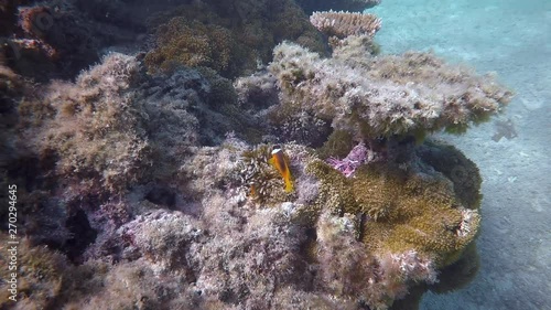 Two Barbers clownfish swim by sea anemone on ocean floor coral reef photo