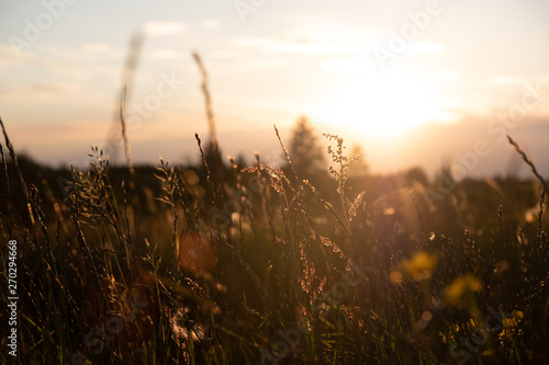 Blumen im Gegenlicht