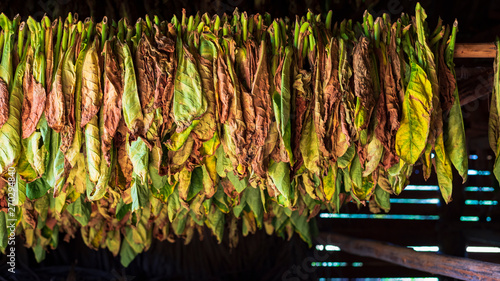 Canvastavla tobacco leaves drying in a barn in vinales, cuba