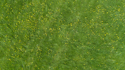 Acrylglasbilder Gras Frühlingswiese mit gelben Blumen  © raland