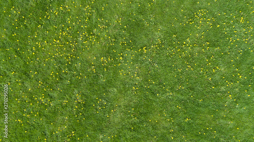 Art abstract spring or summer background with green grass and Yellow flowers.  © raland