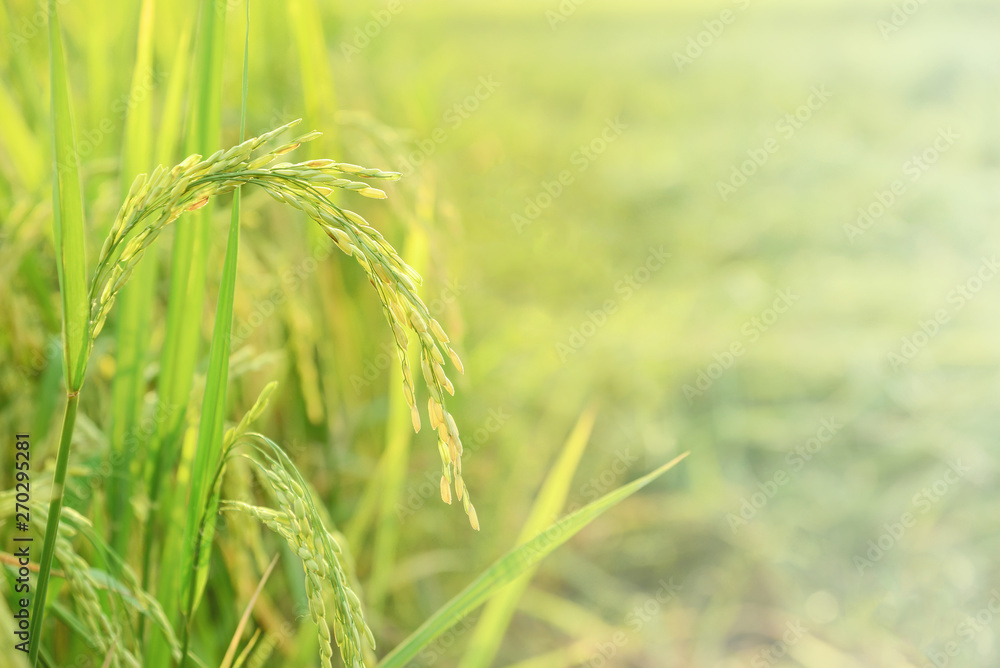 Ear of rice in paddy rice field. Selective focus. Ear of rice in paddy rice field. Selective focus.
