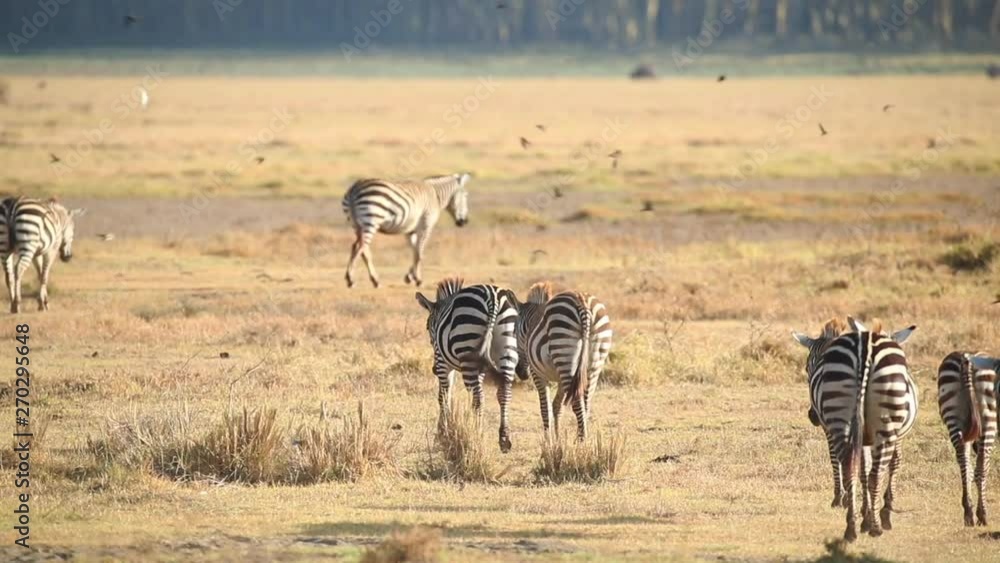 Herd of Zebra walking away with birds flying around them in Kenya, Africa Herd of Zebra walking away with birds flying around them in Kenya, Africa