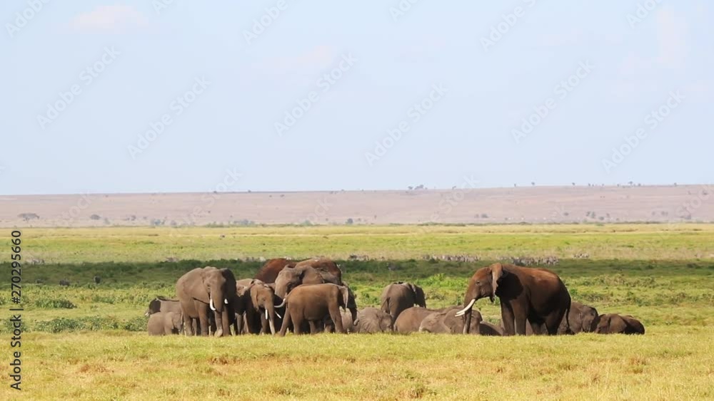 Large herd of African elephants dusting and grazing in grasslands of Amboseli, Kenya Africa Large herd of African elephants dusting and grazing in grasslands of Amboseli, Kenya Africa