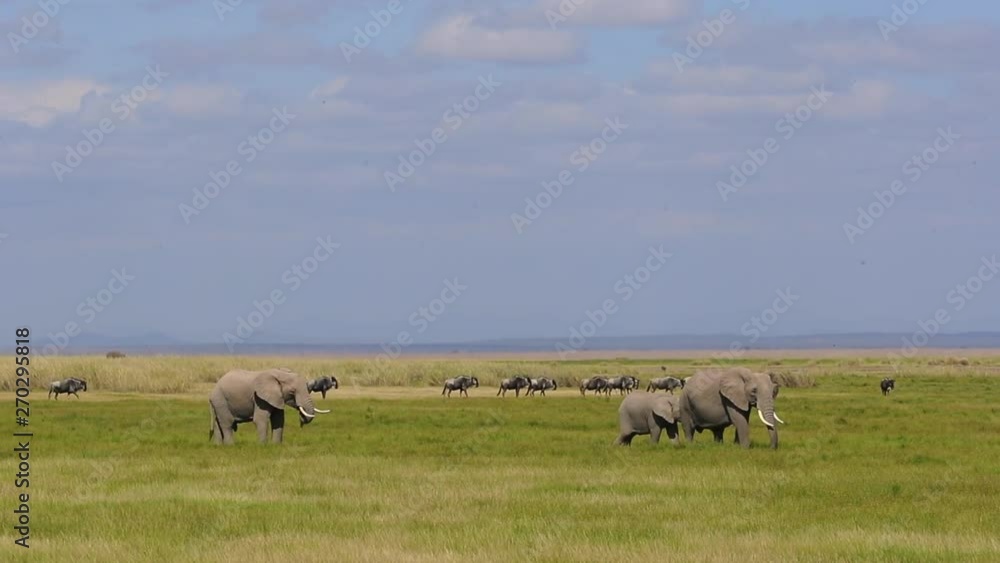 Large herd of African elephants grazing on grasslands of Amboseli, Kenya Africa with wildebeest walking in background Large herd of African elephants grazing on grasslands of Amboseli, Kenya Africa with wildebeest walking in background