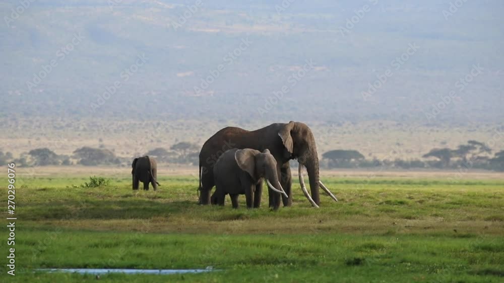 Big tusker elephant Tim and female friend grazing in Amboseli, Africa Big tusker elephant Tim and female friend grazing in Amboseli, Africa