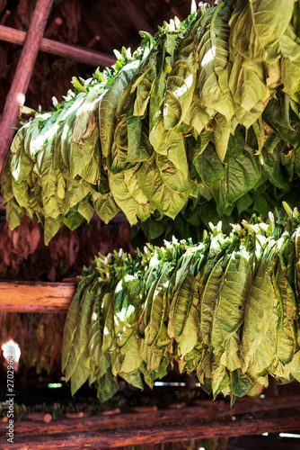 Photography bunch of tobacco leaves