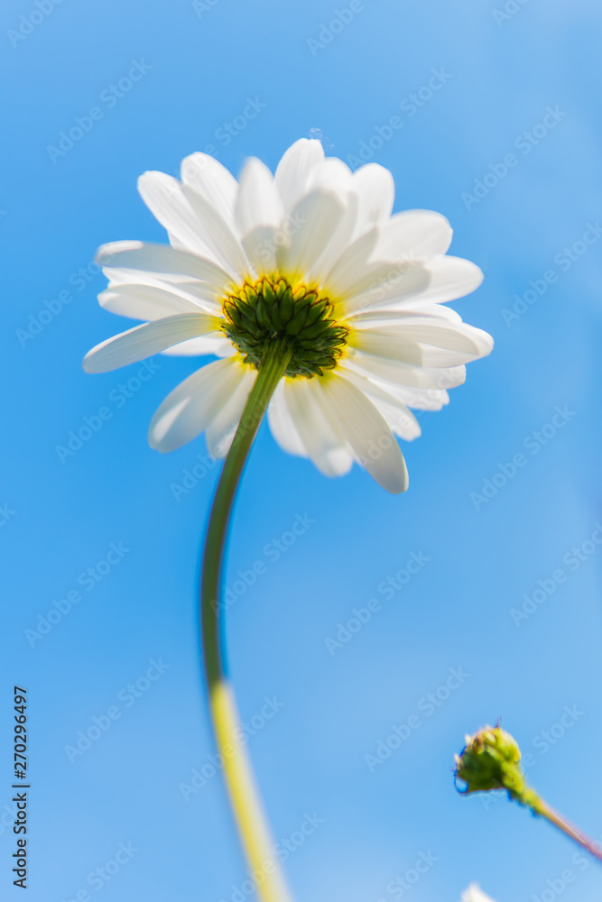 Daisy flowers looking from below against the sunlight and the blue sky. Daisy flowers looking from below against the sunlight and the blue sky.