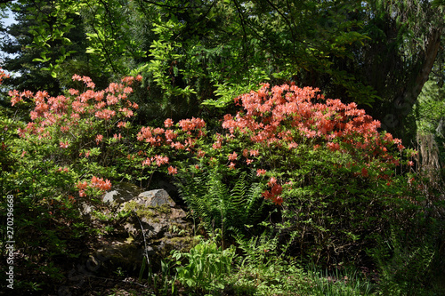 Japanese Rhododendron