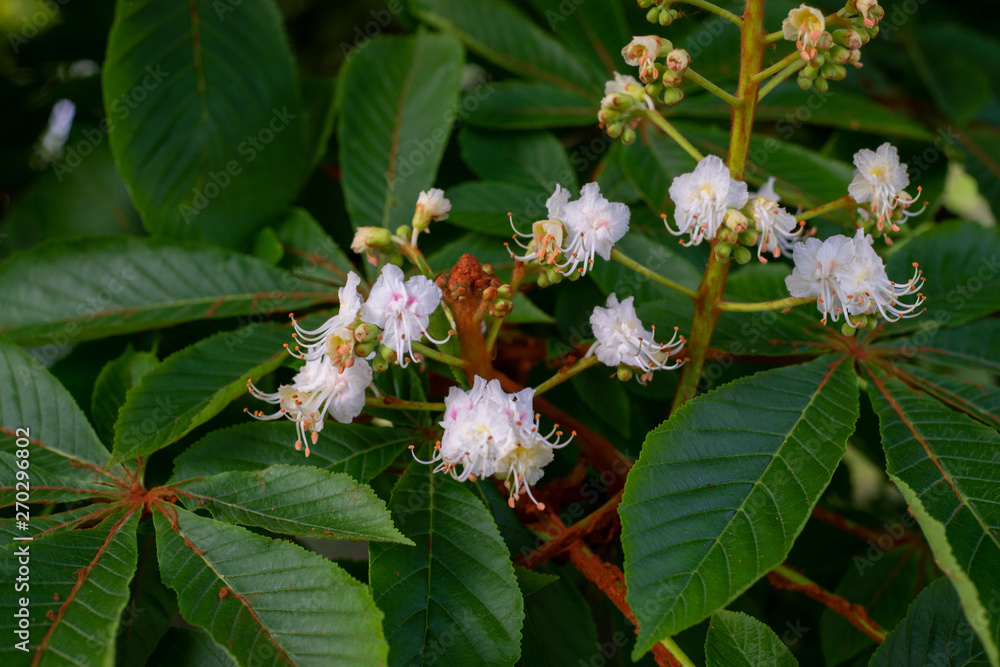 Chestnut tree in spring: inflorescence and lush foliage Chestnut tree in spring: inflorescence and lush foliage