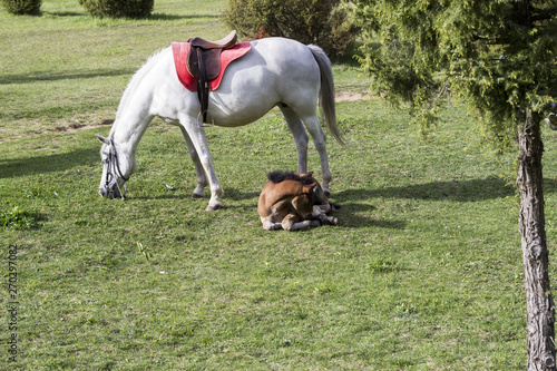 a white horse and a brown foal lying on a green meadow