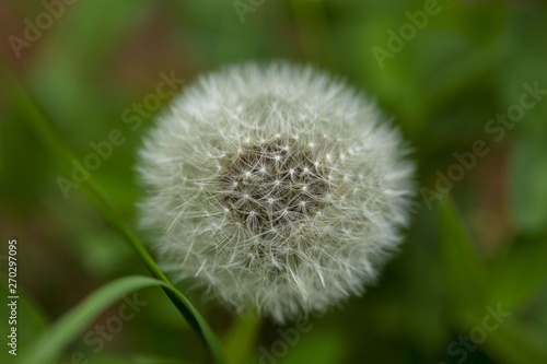 Close up view of beautiful dandelion isolated on green background. Gorgeous nature backgrounds.