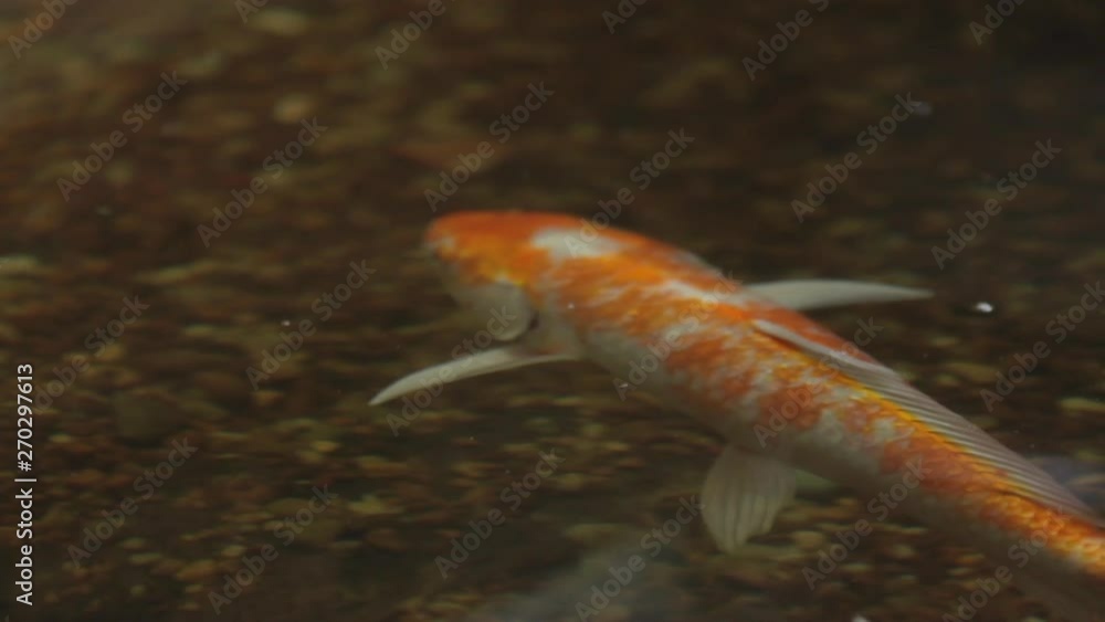 Colourful, traditional orange & white spotted Koi carp swimming gracefully under clear waters surface. Colourful, traditional orange & white spotted Koi carp swimming gracefully under clear waters surface.