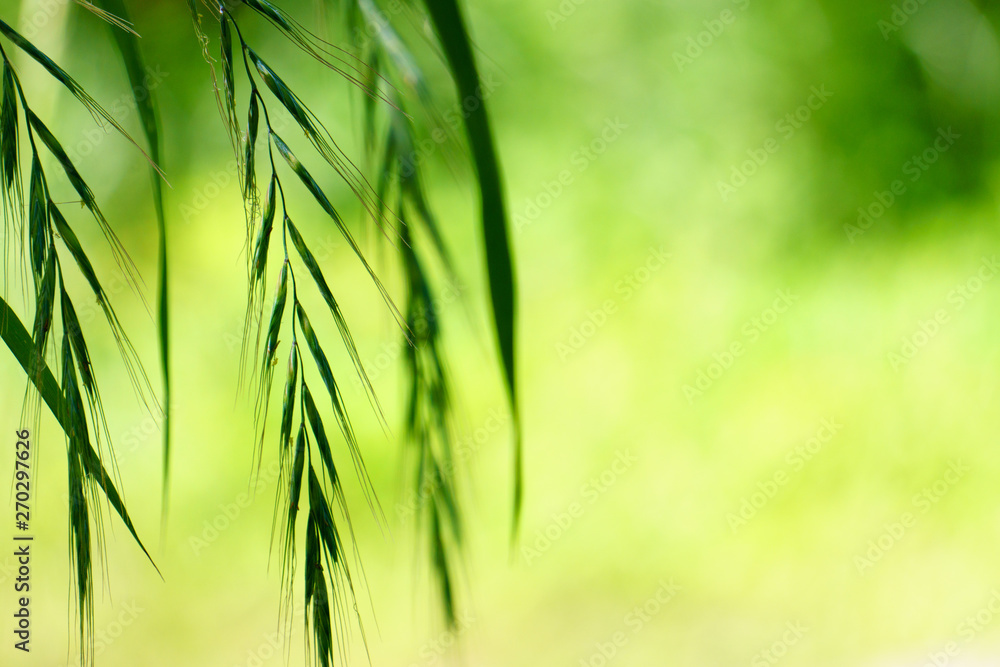 Close-up of wild green oats on green color bokeh background. nature green color image Close-up of wild green oats on green color bokeh background. nature green color image