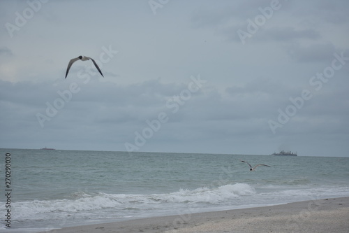 Bird Flying over Water