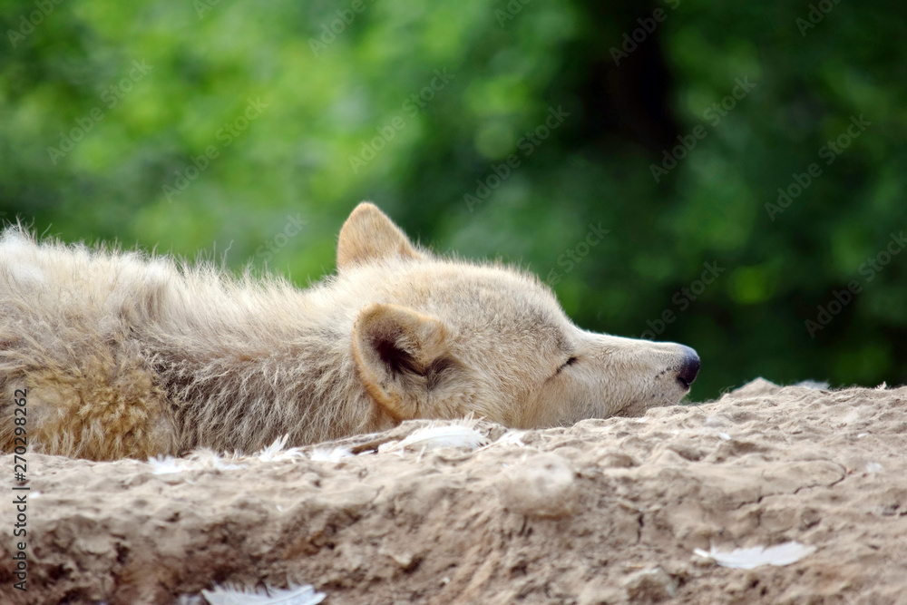 Obraz premium White Arctic Wolf Closeup Sleeping on Rock
