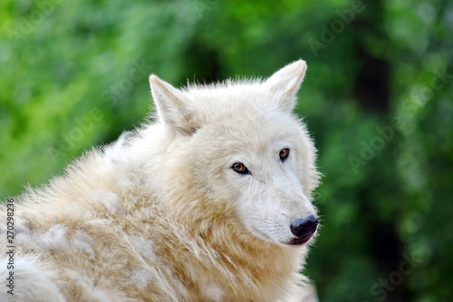 Cute White Arctic Wolf Head Closeup Portrait