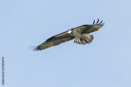  flying osprey bird © Feng Yu